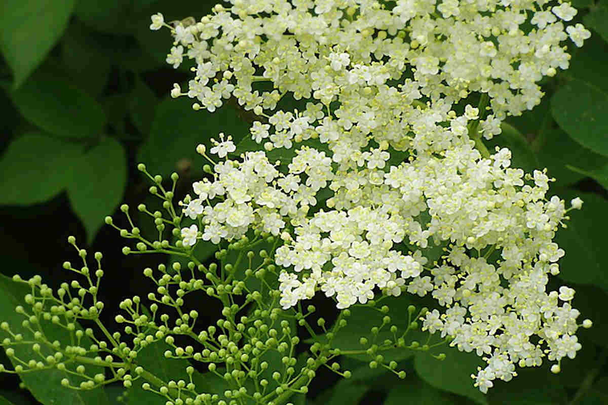 What is Elderflower, its benefits & uses in food and medicine