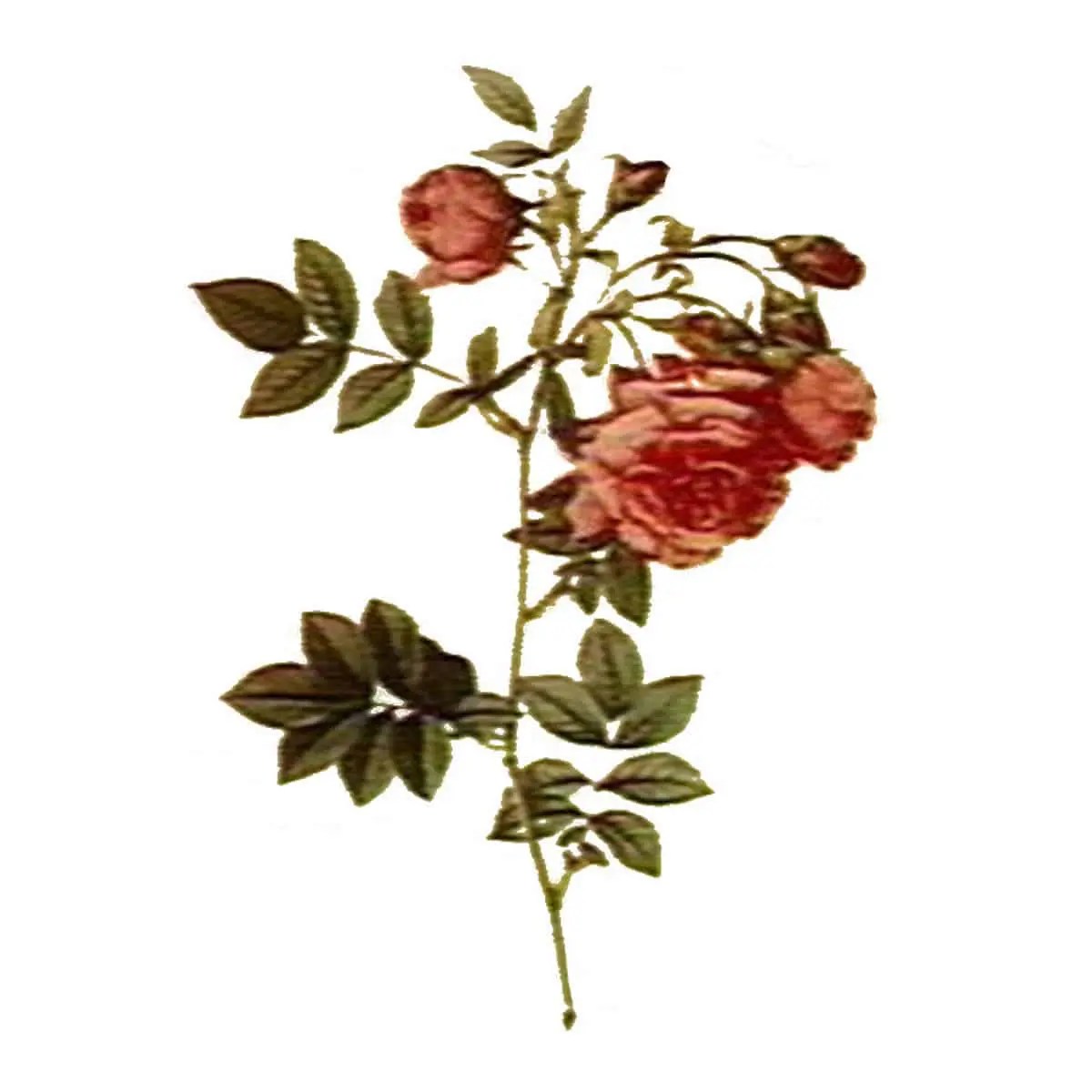 12 Hidden uses of Rose Petals SimplyBeyondHerbs