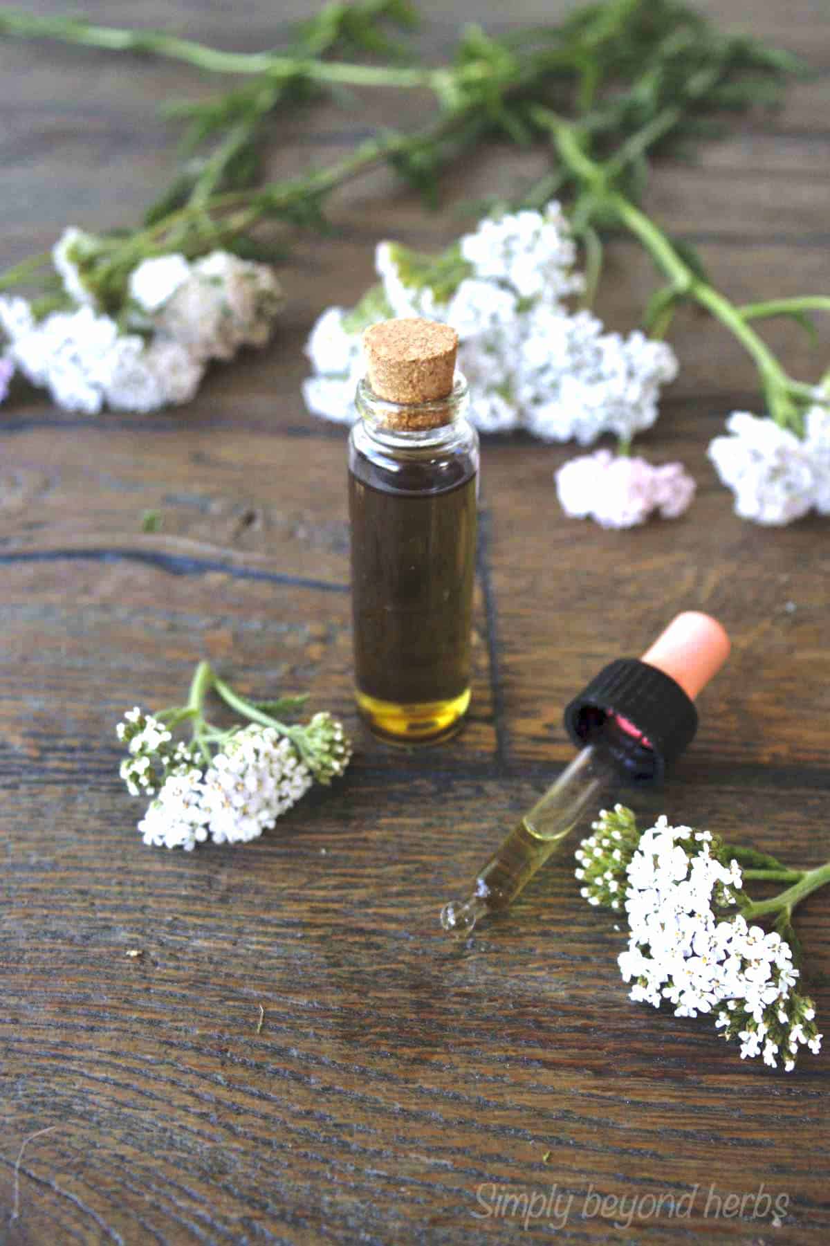 How to make and use yarrow tincture in the firstaid kit