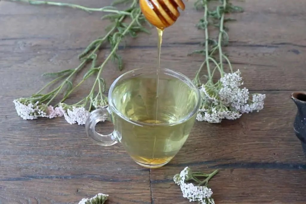 Harvesting yarrow to make Yarrow Tea SimplyBeyondHerbs