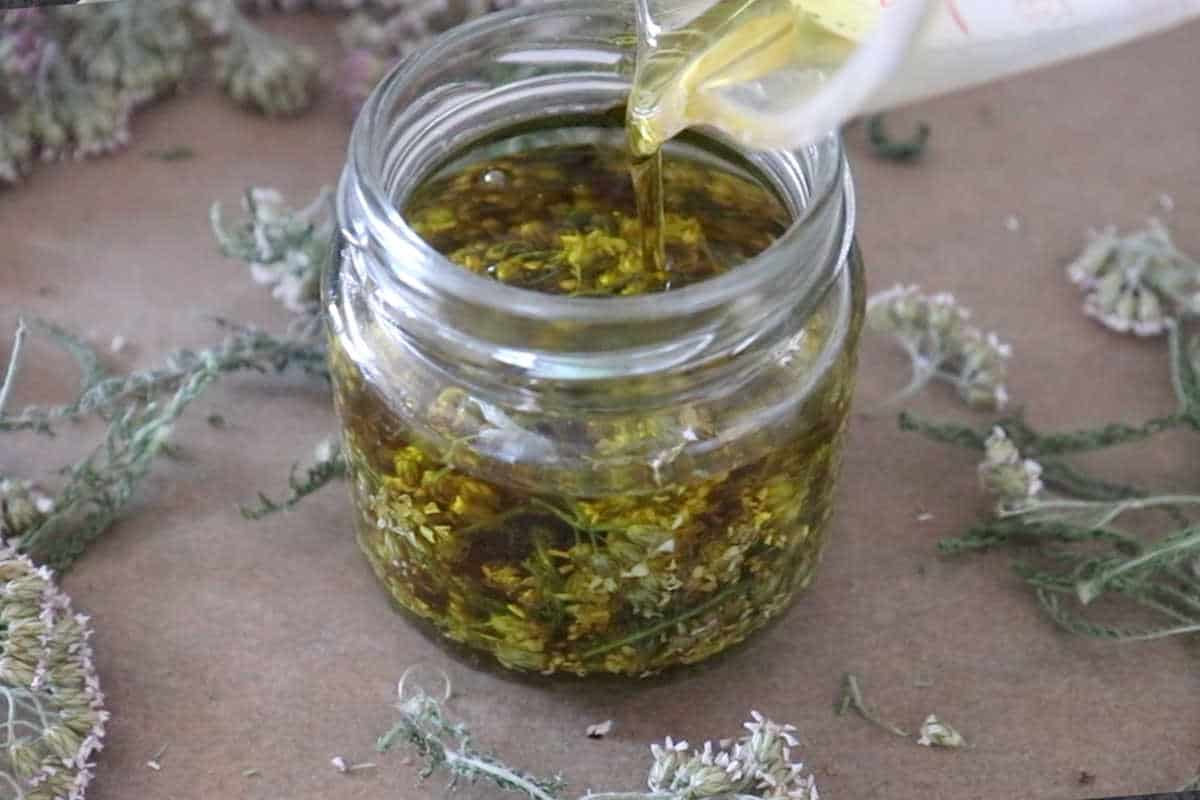 How to Make Yarrow Oil and 10 ways to use It SimplyBeyondHerbs