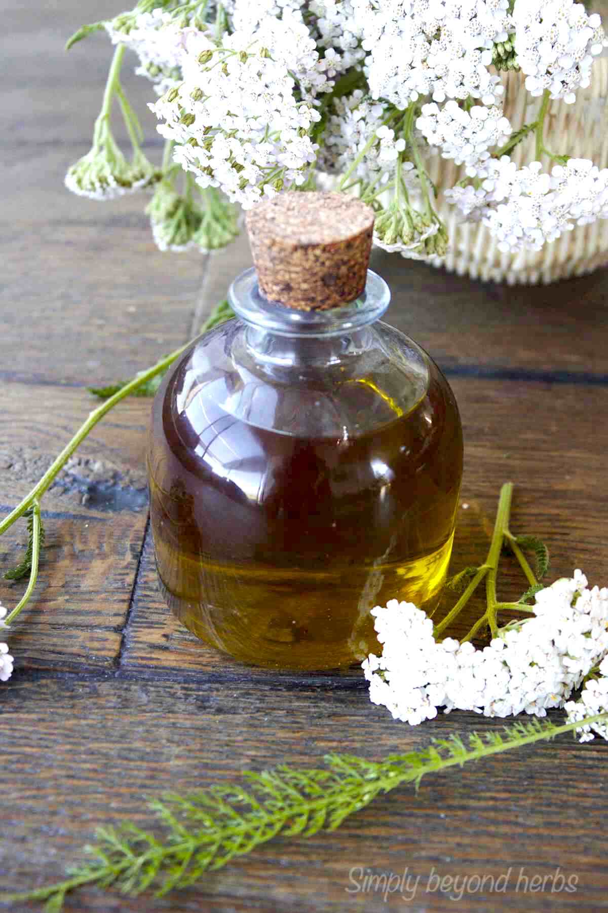 How to Make Yarrow Oil and 10 ways to use It SimplyBeyondHerbs