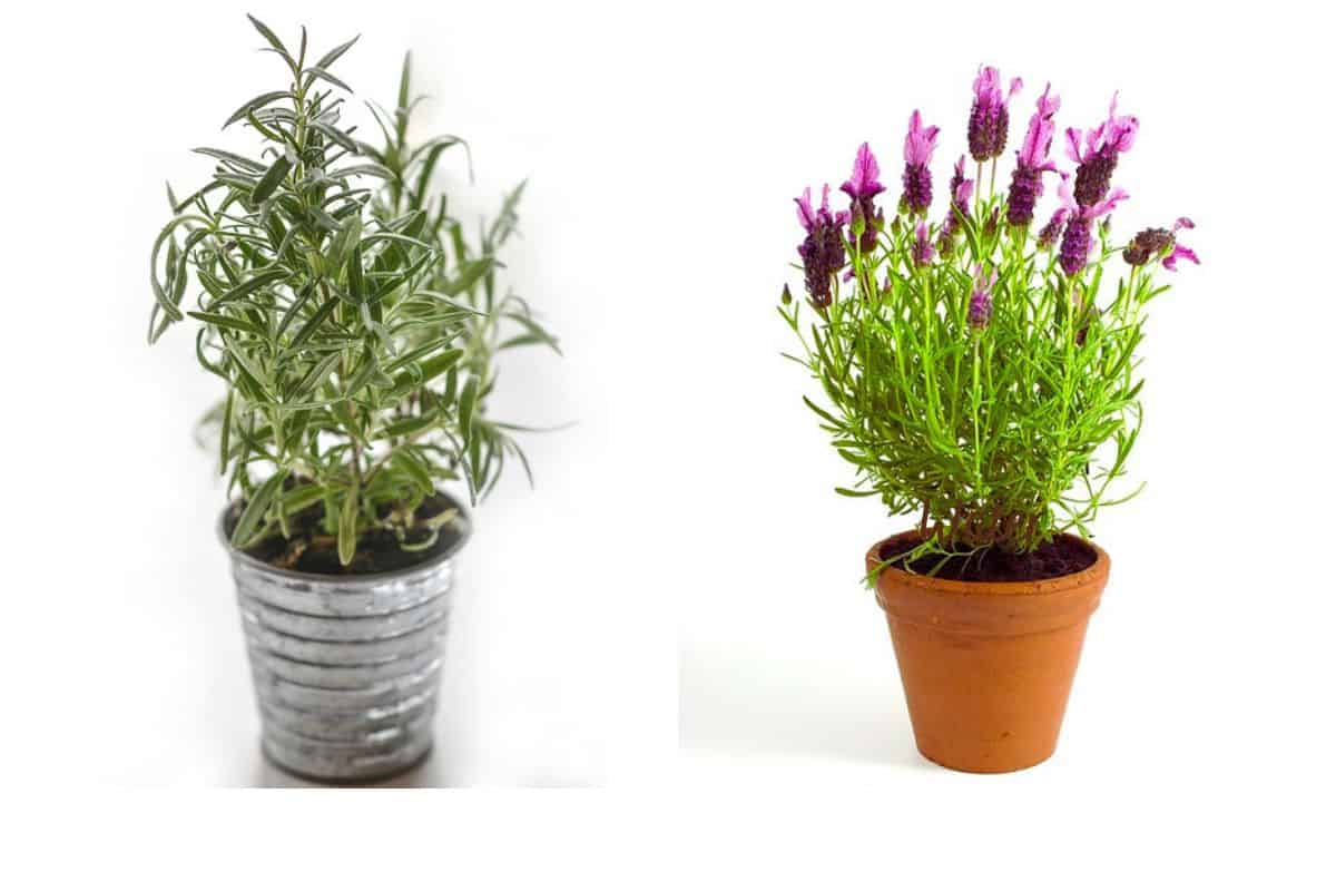 Rosemary and Lavender 10 Key Differences. SimplyBeyondHerbs