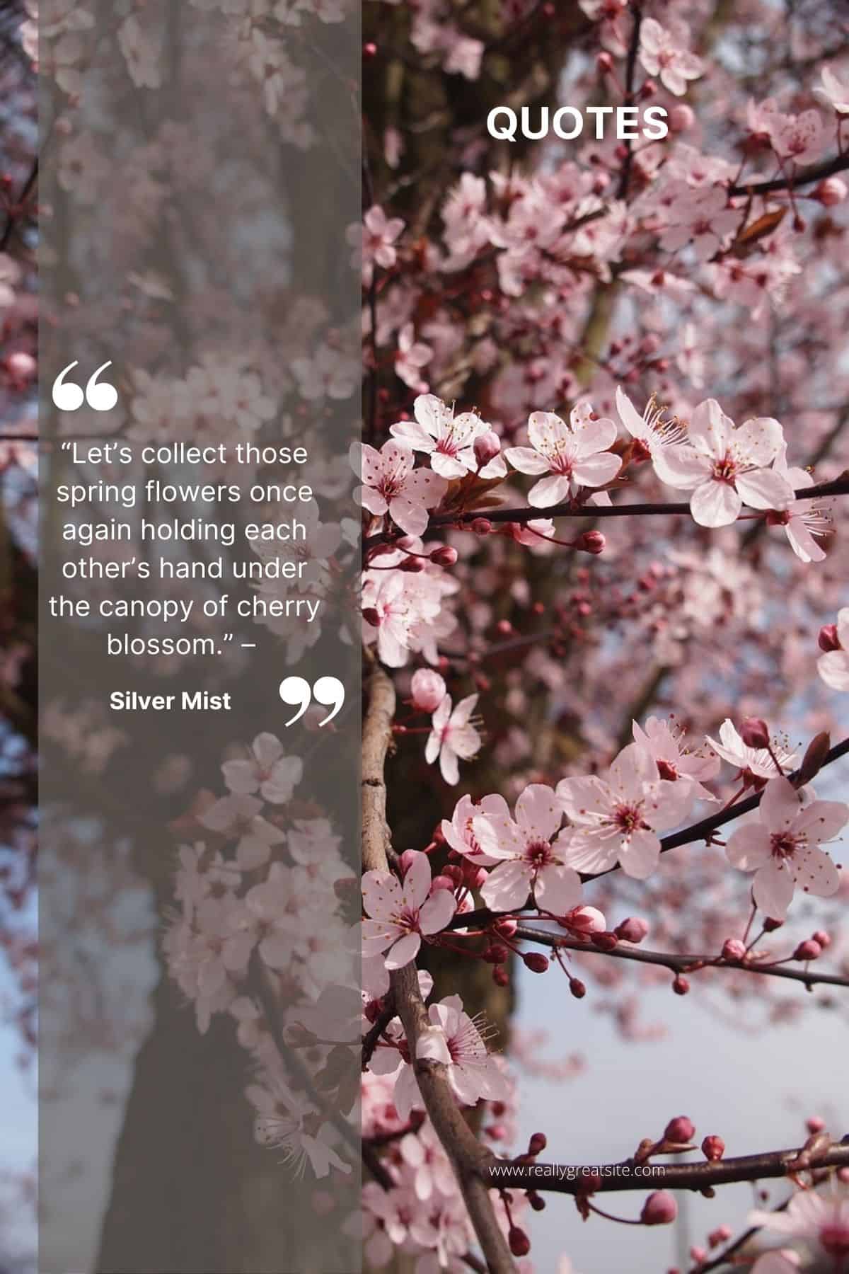 200 Beautiful Cherry Blossom Quotes Sakura quotes SimplyBeyondHerbs