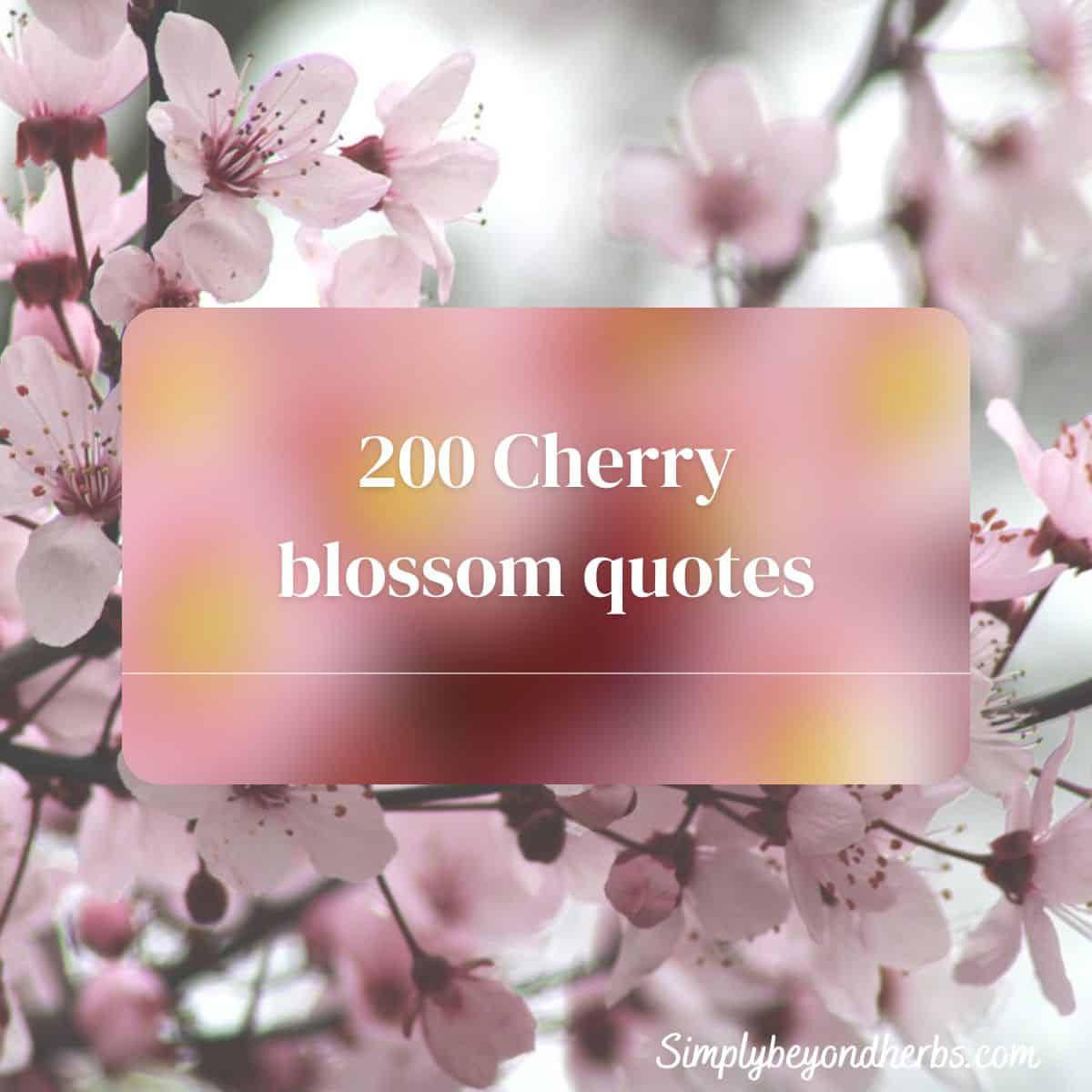 200 Beautiful Cherry Blossom Quotes Sakura quotes SimplyBeyondHerbs