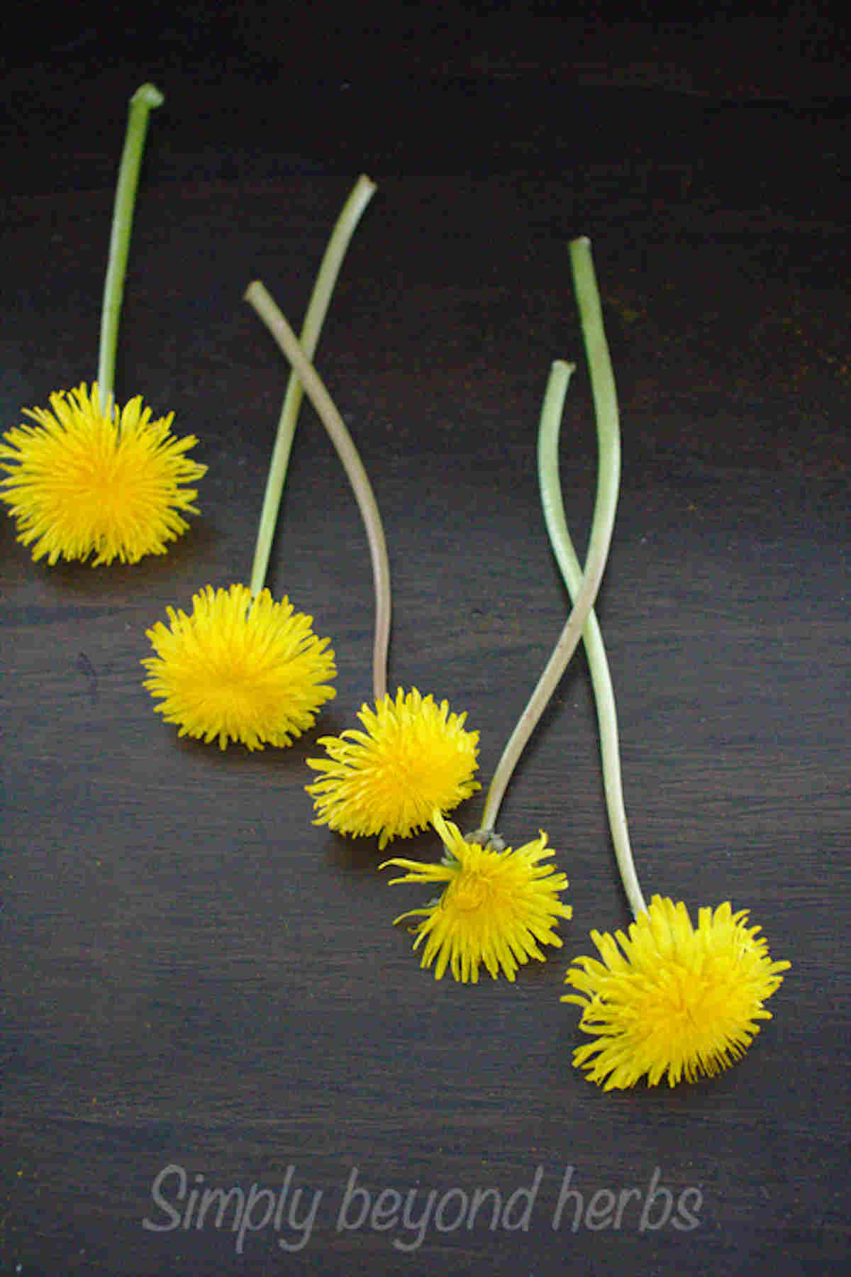 Dandelion Flower Meaning and Symbol of hope SimplyBeyondHerbs
