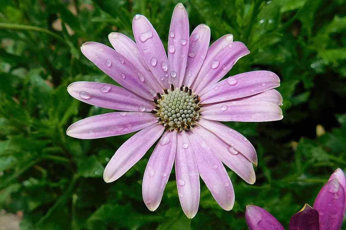 Daisy Flower Meaning and Symbolism Ultimate Guide SimplyBeyondHerbs
