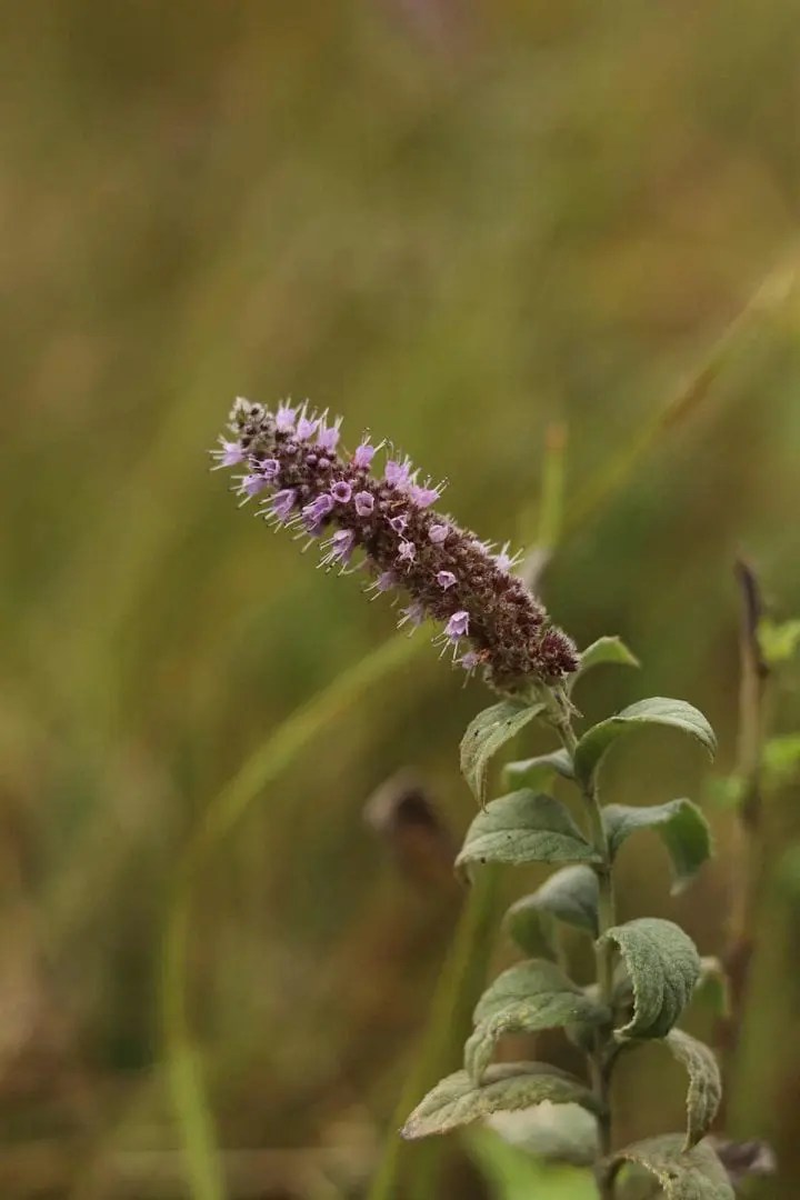 25 Plants That Look Like Lavender Purple Flowers Ultimate Guide