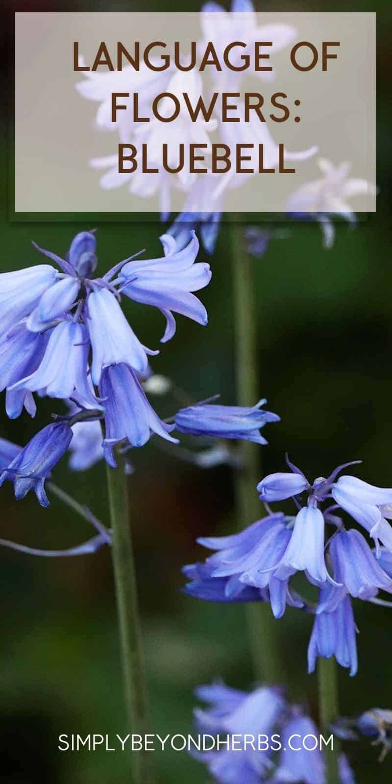 Bluebells Flower Meaning Symbolism Home Alqu