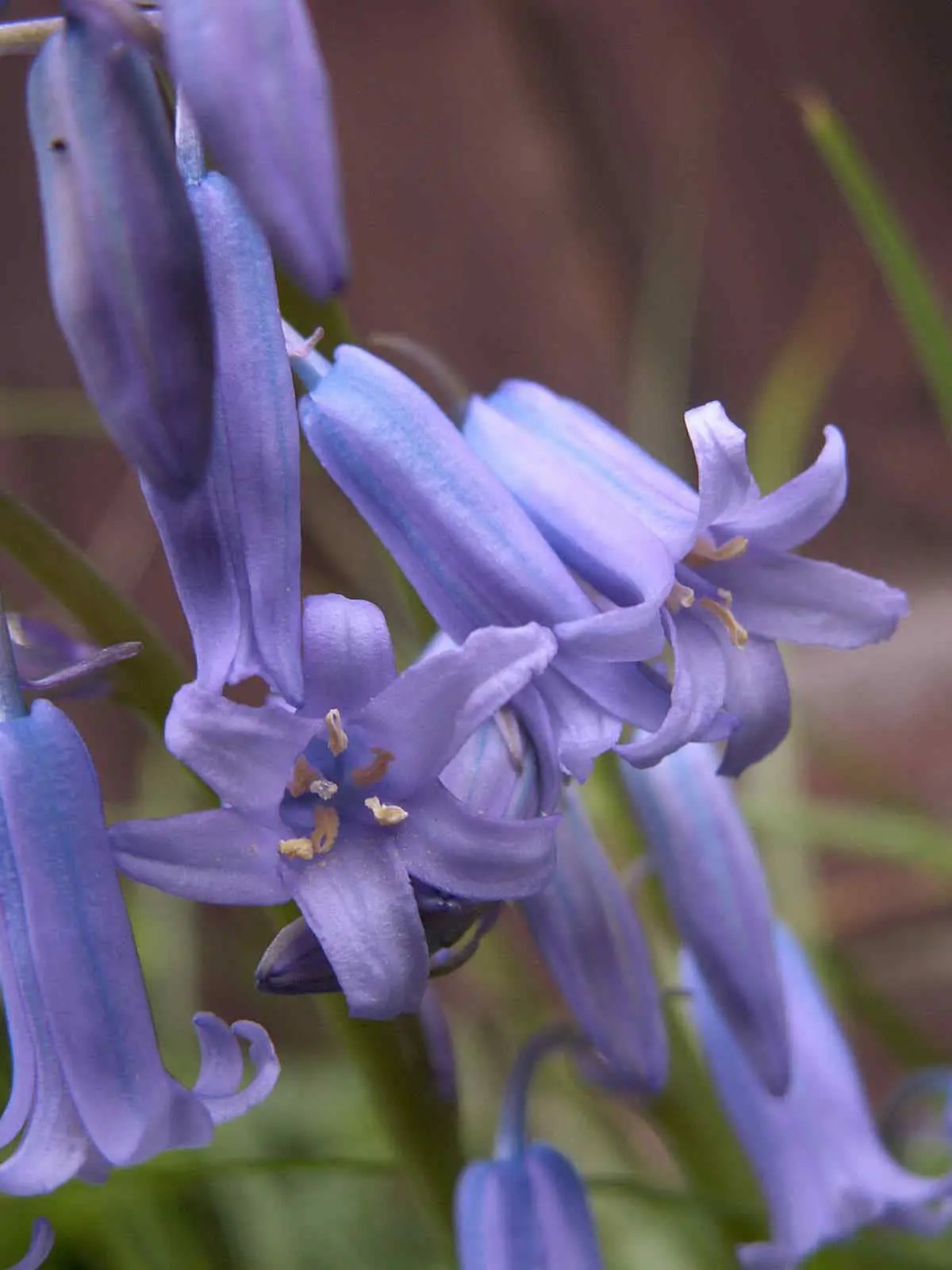 Bluebells, The Flower Of May philippine.jp