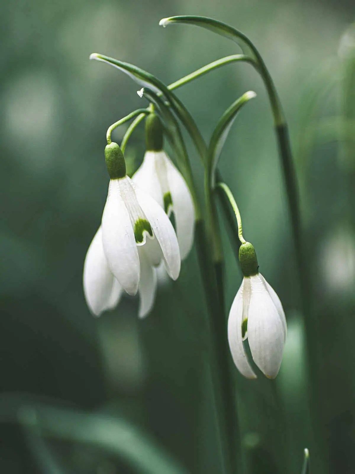 Snowdrop Flower Meaning and its Significance as a Birth Flower