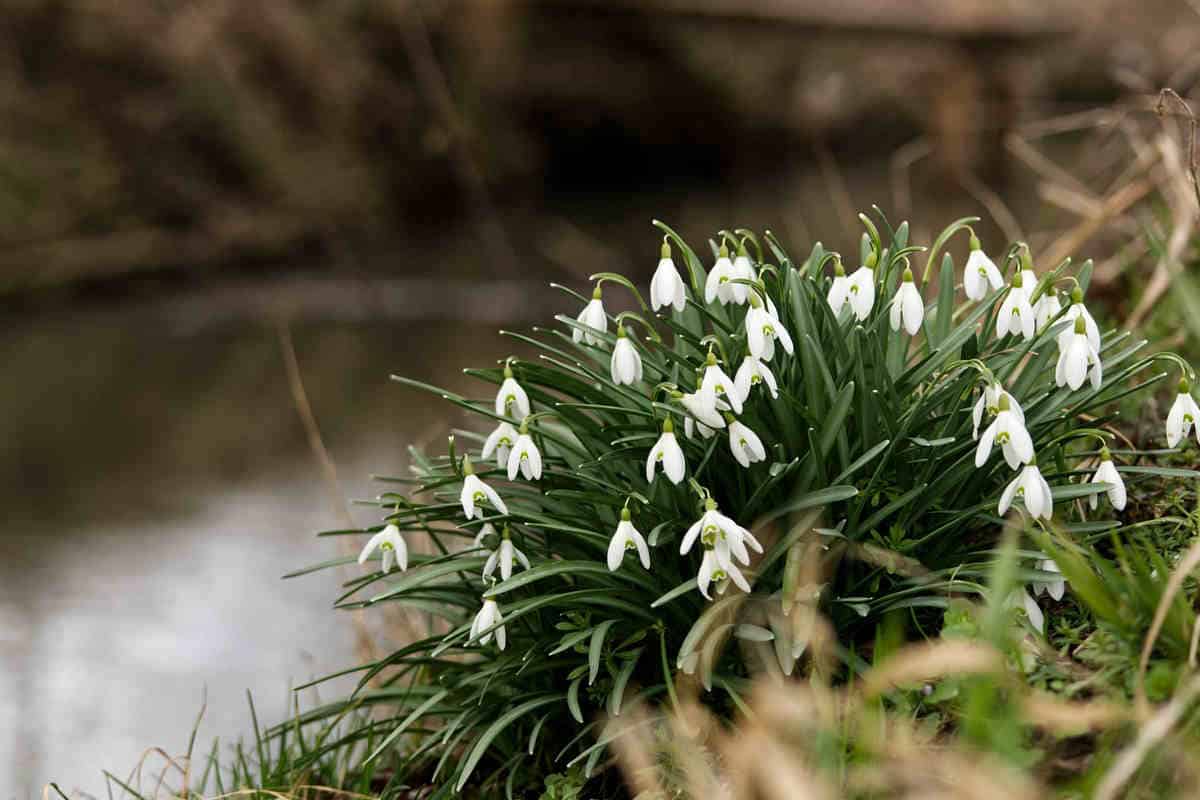 Snowdrop Flower Meaning and its Significance as a Birth Flower