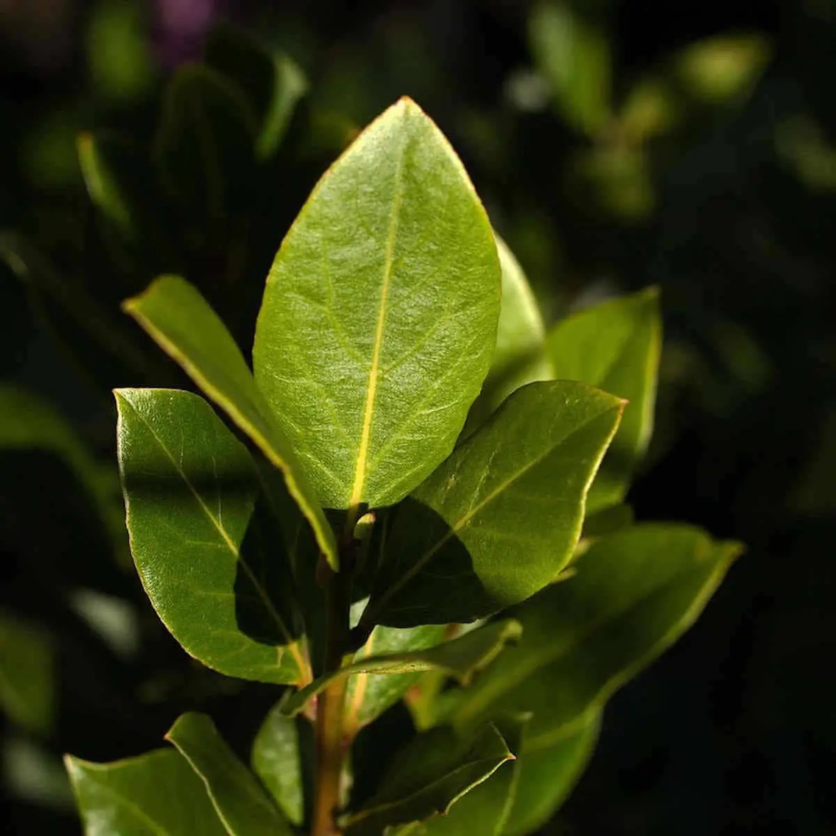 Laurel Tree Symbolism Ultimate Guide SimplyBeyondHerbs