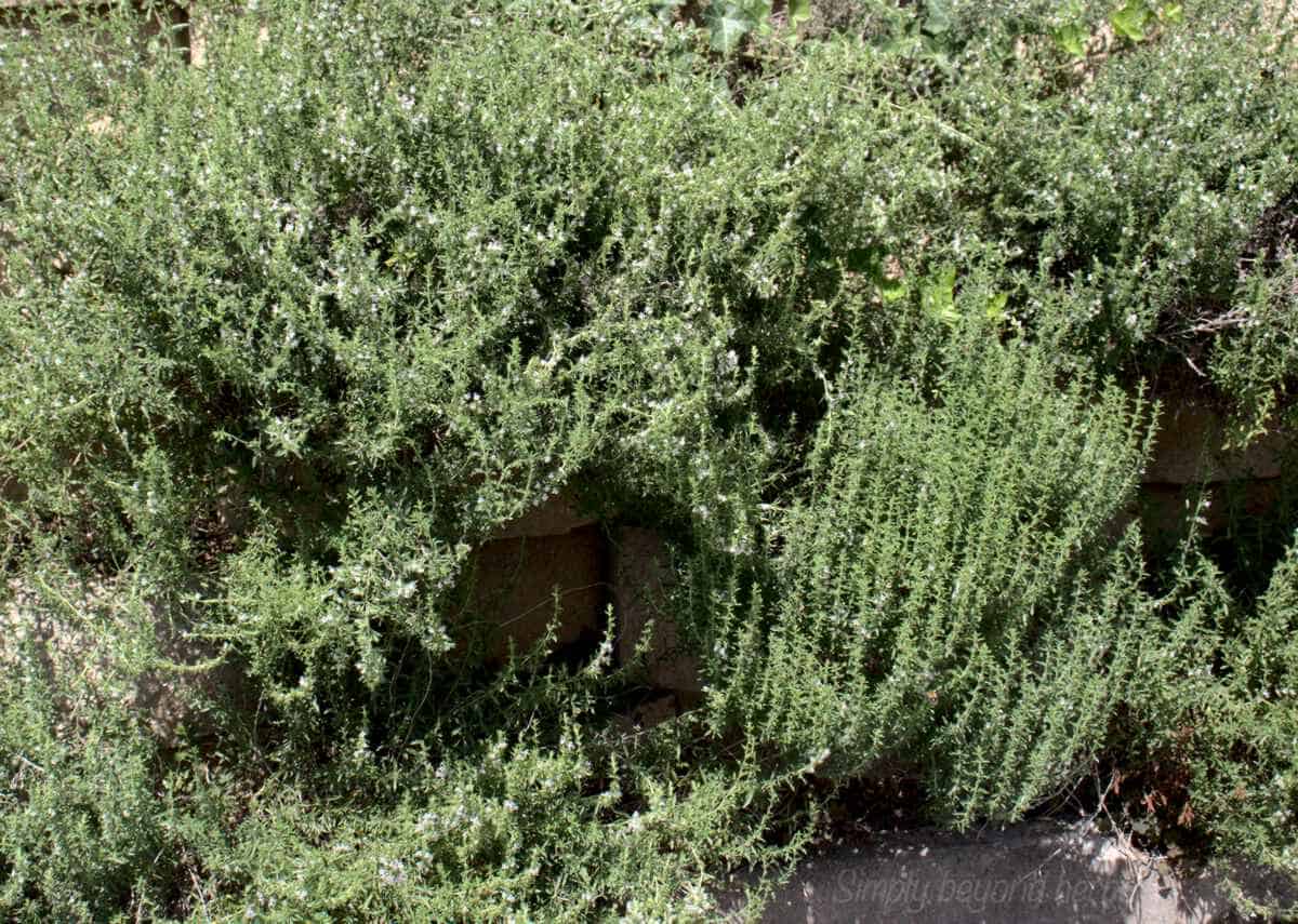 Top 7 Iron Rich Herbs Ultimate list of herbs for Iron Deficiency