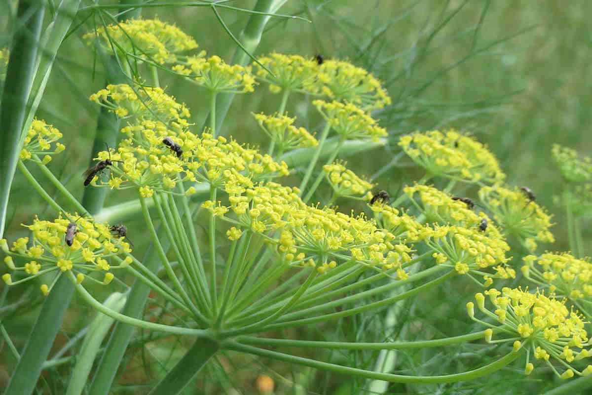 Key Differences between dill vs fennel Ultimate Guide SimplyBeyondHerbs