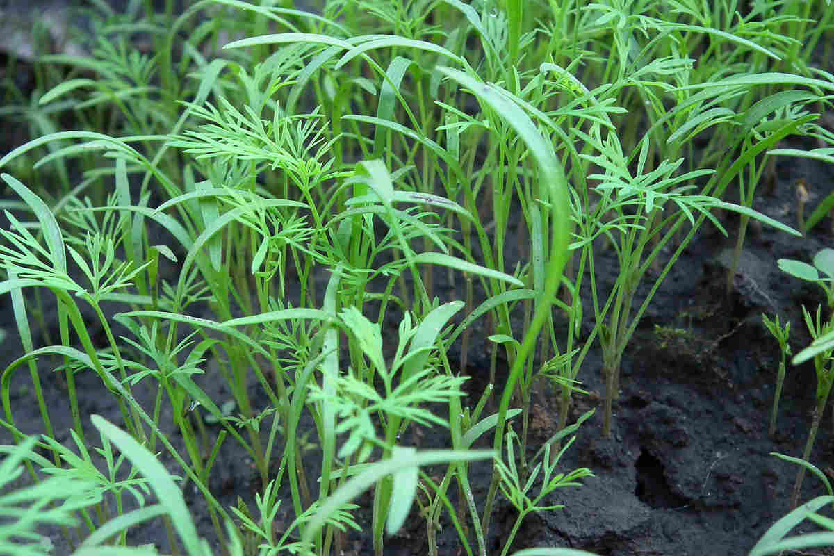 Key Differences between dill vs fennel Ultimate Guide SimplyBeyondHerbs