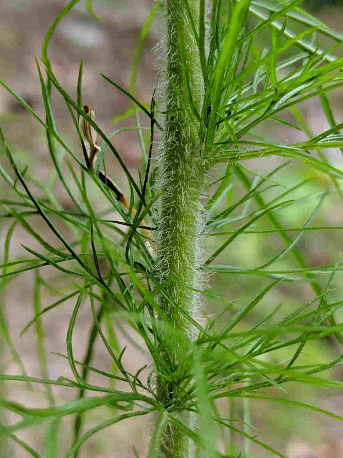 15+ Plants that look like dill Ultimate Collection SimplyBeyondHerbs