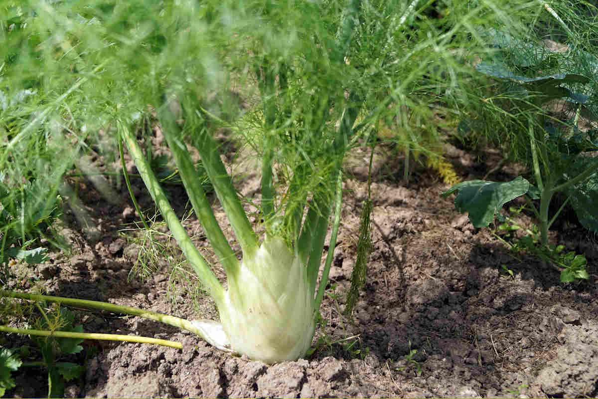 Key Differences between dill vs fennel Ultimate Guide SimplyBeyondHerbs