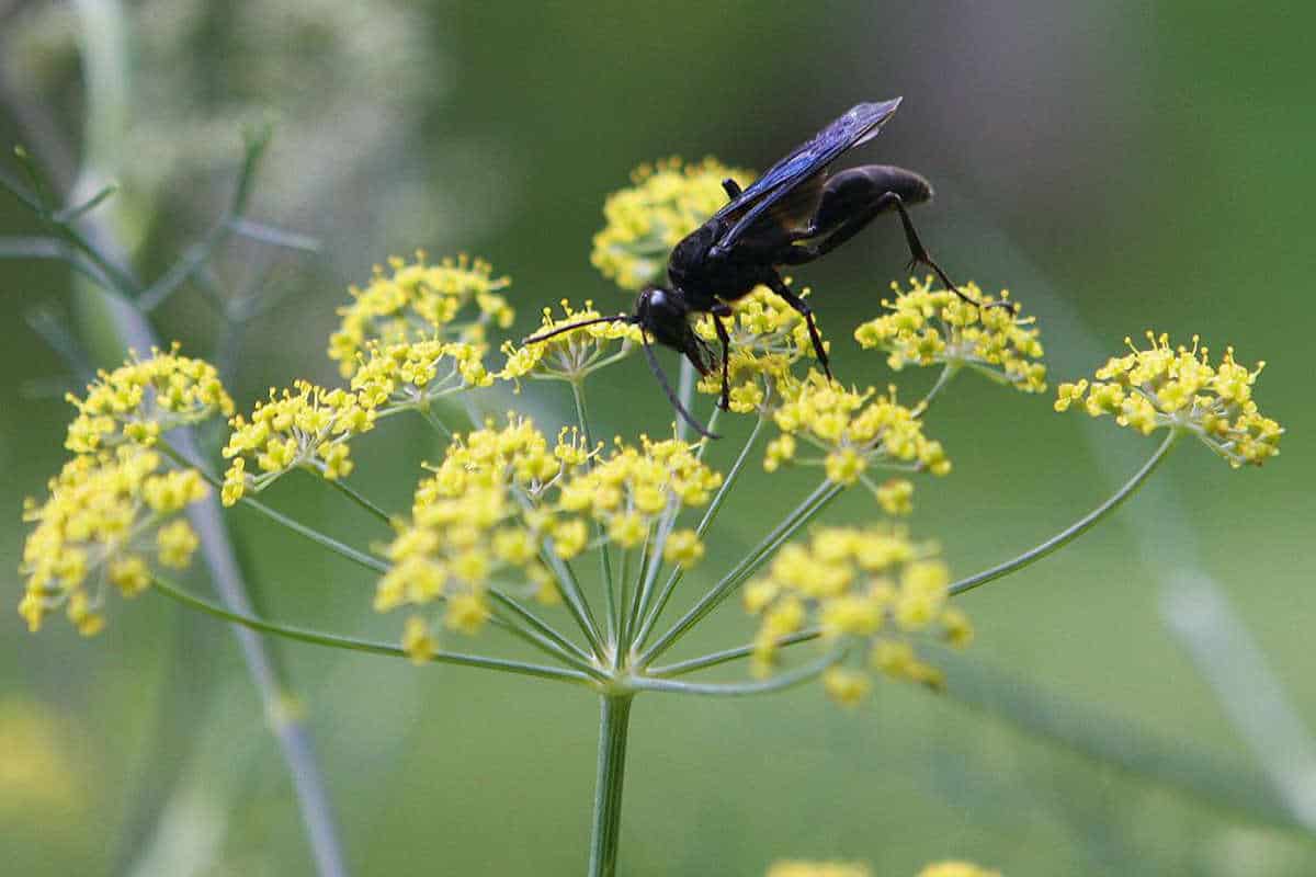 Key Differences between dill vs fennel Ultimate Guide SimplyBeyondHerbs