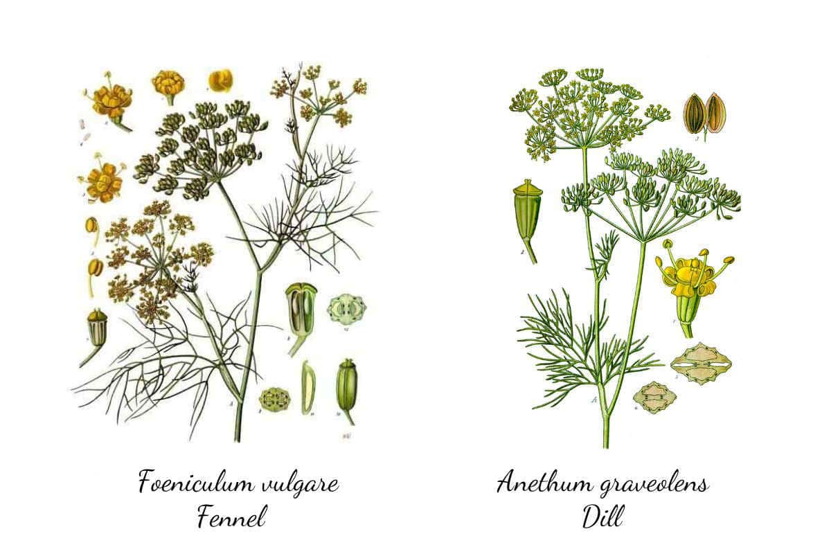 Key Differences between dill vs fennel Ultimate Guide SimplyBeyondHerbs