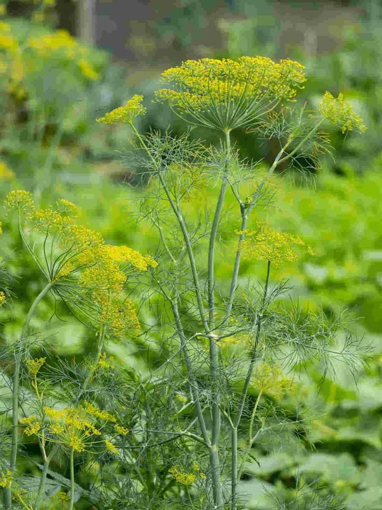 Key Differences between dill vs fennel Ultimate Guide SimplyBeyondHerbs