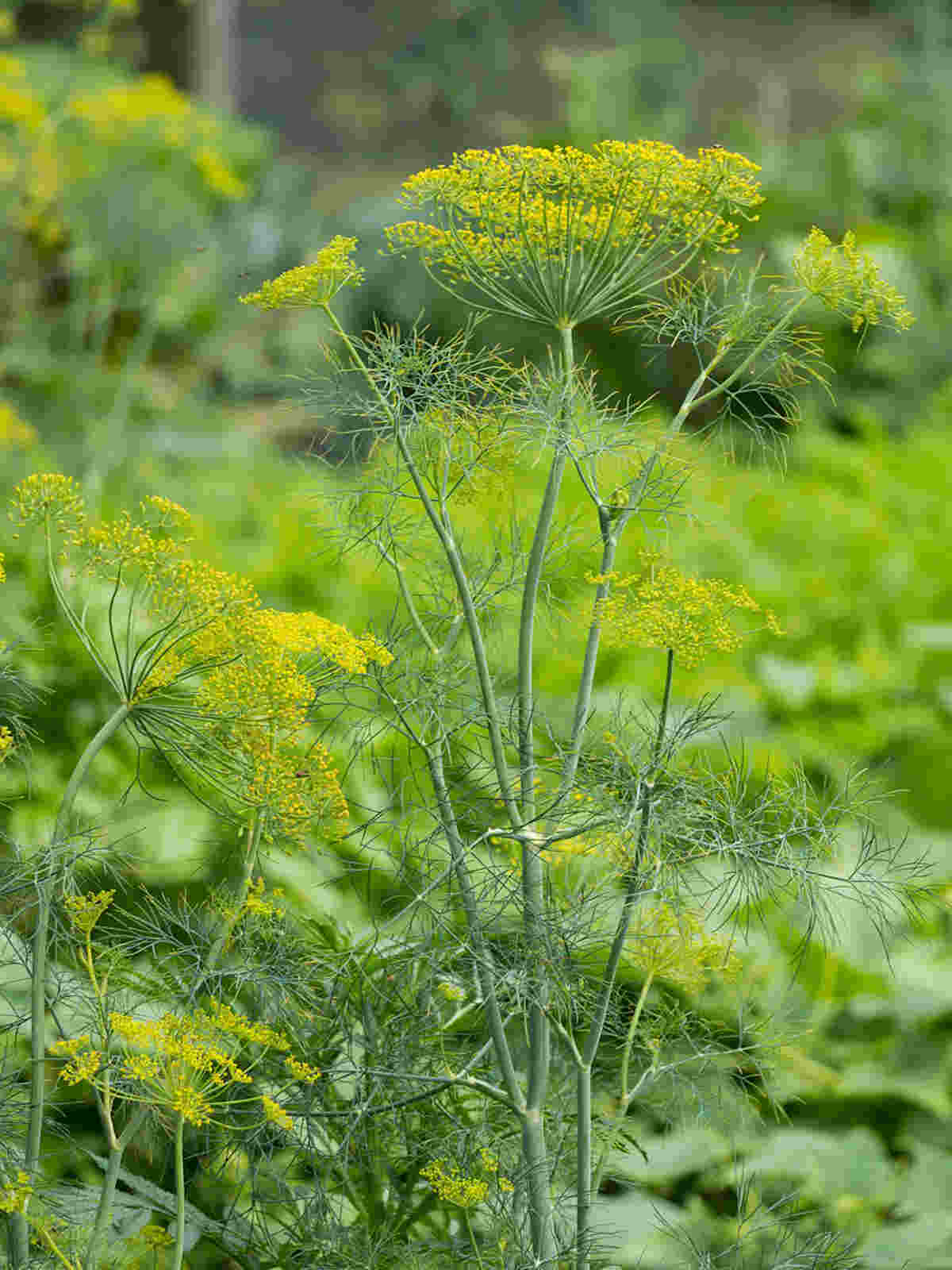 Key Differences between dill vs fennel Ultimate Guide SimplyBeyondHerbs