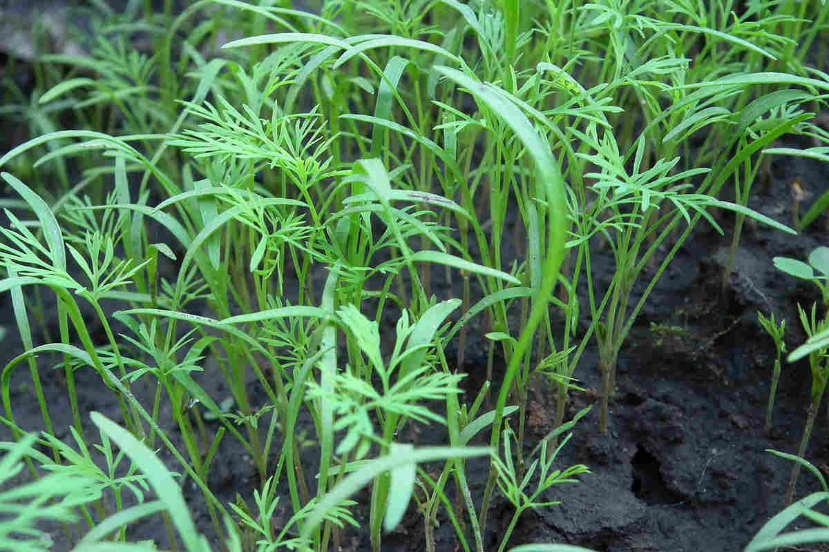 15+ Plants that look like dill Ultimate Collection SimplyBeyondHerbs