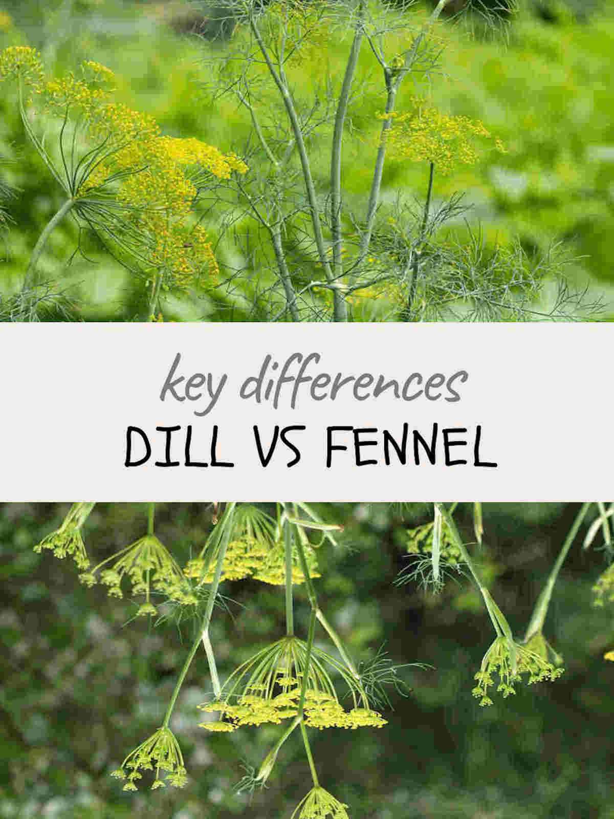 Key Differences between dill vs fennel Ultimate Guide SimplyBeyondHerbs