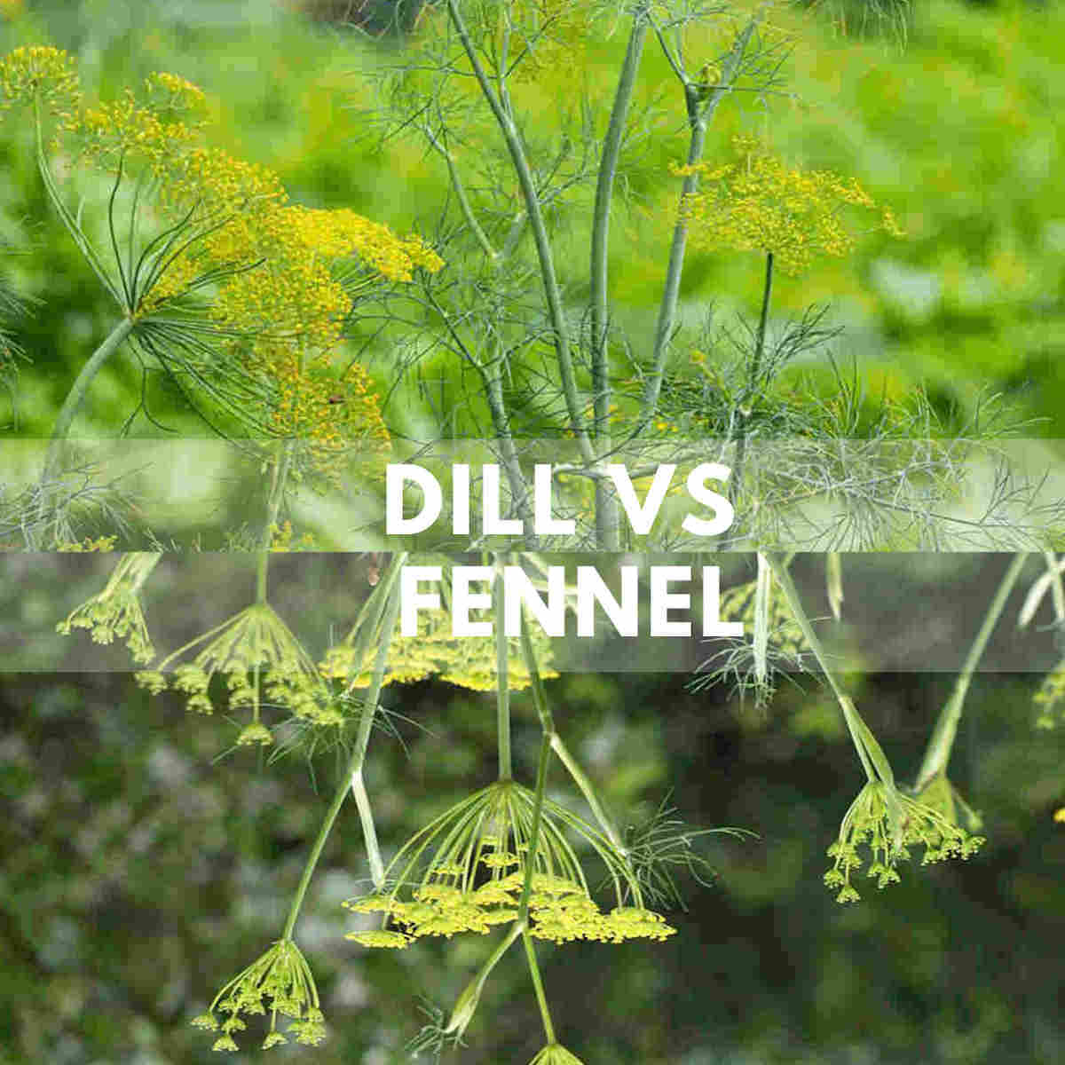 Key Differences between dill vs fennel Ultimate Guide SimplyBeyondHerbs
