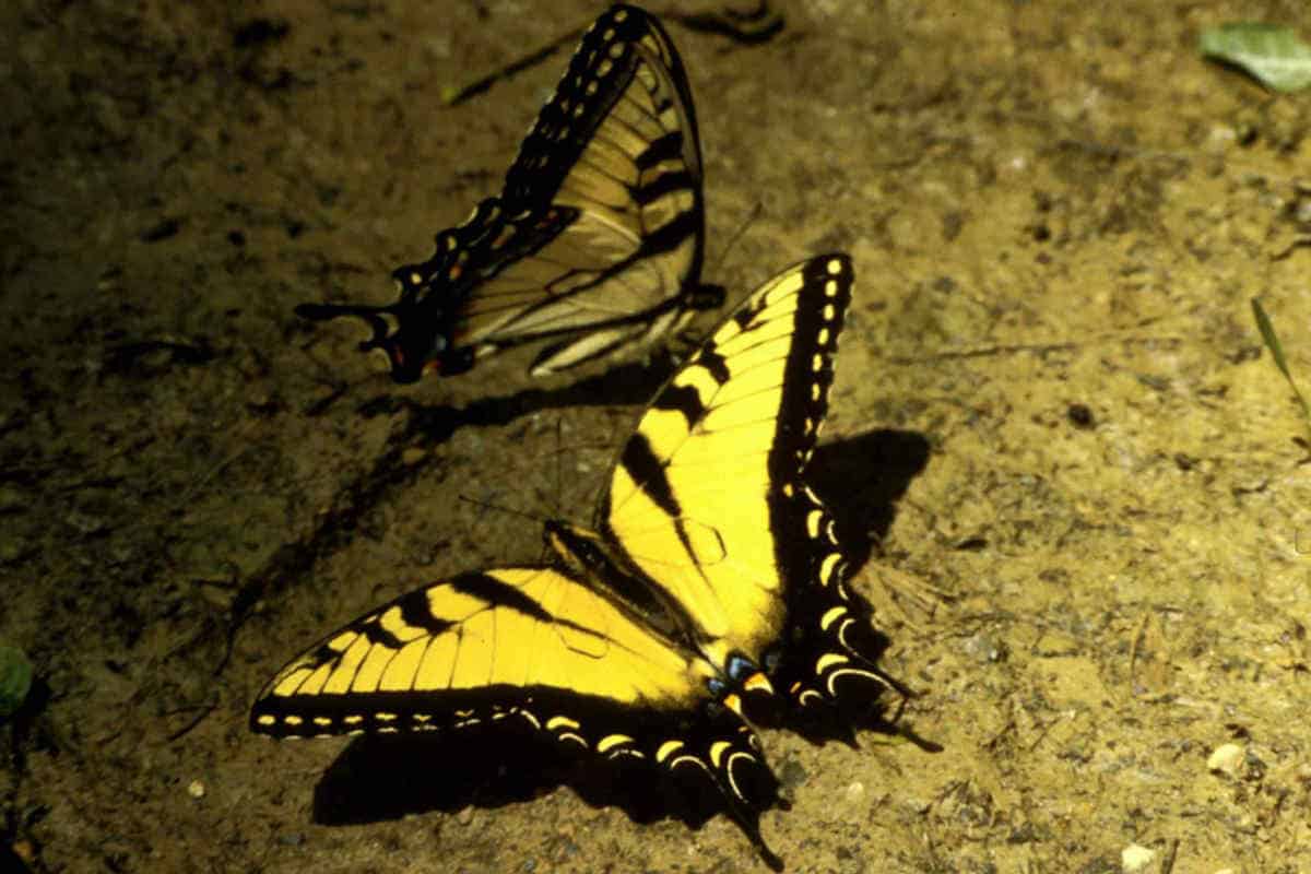 Yellow Butterfly Symbolism and Spiritual Meaning SimplyBeyondHerbs