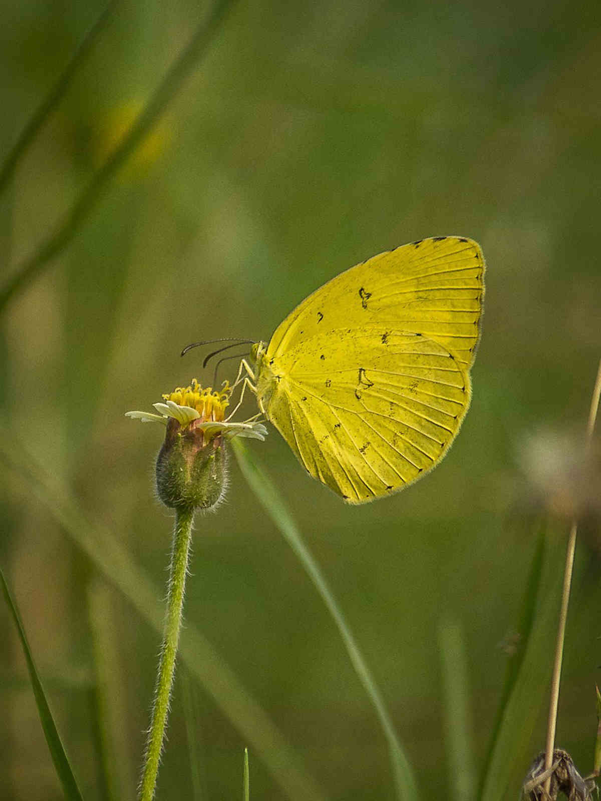 Yellow Butterfly Symbolism and Spiritual Meaning SimplyBeyondHerbs