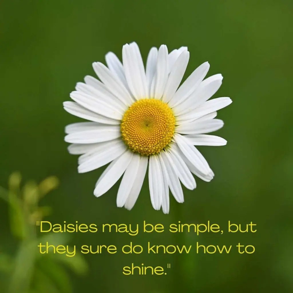 200+ Best Daisy Quotes, Puns and Captions for Instagram SimplyBeyondHerbs