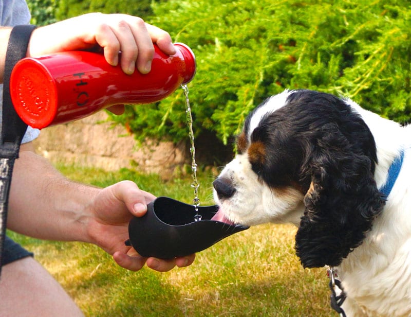 HIGH TECH PETS Simply Buckhead