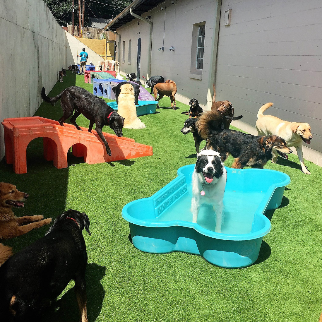 BOARDING IN BUCKHEAD Simply Buckhead