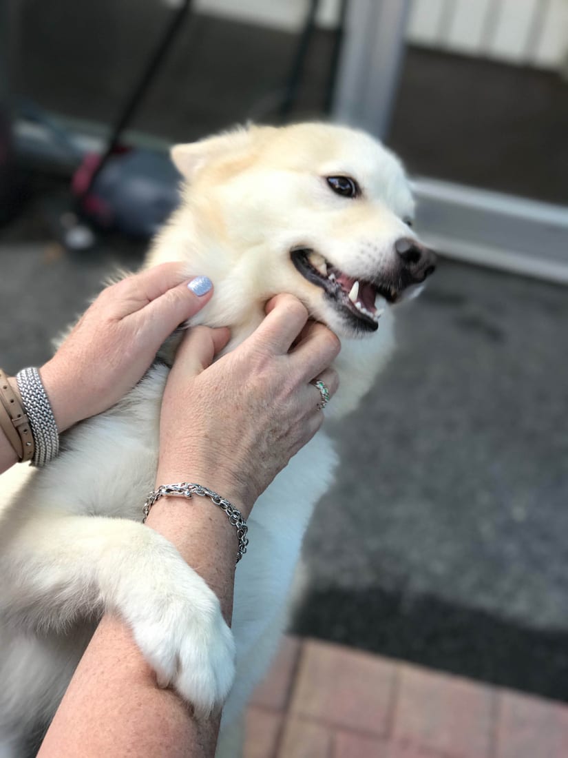 BOARDING IN BUCKHEAD Simply Buckhead