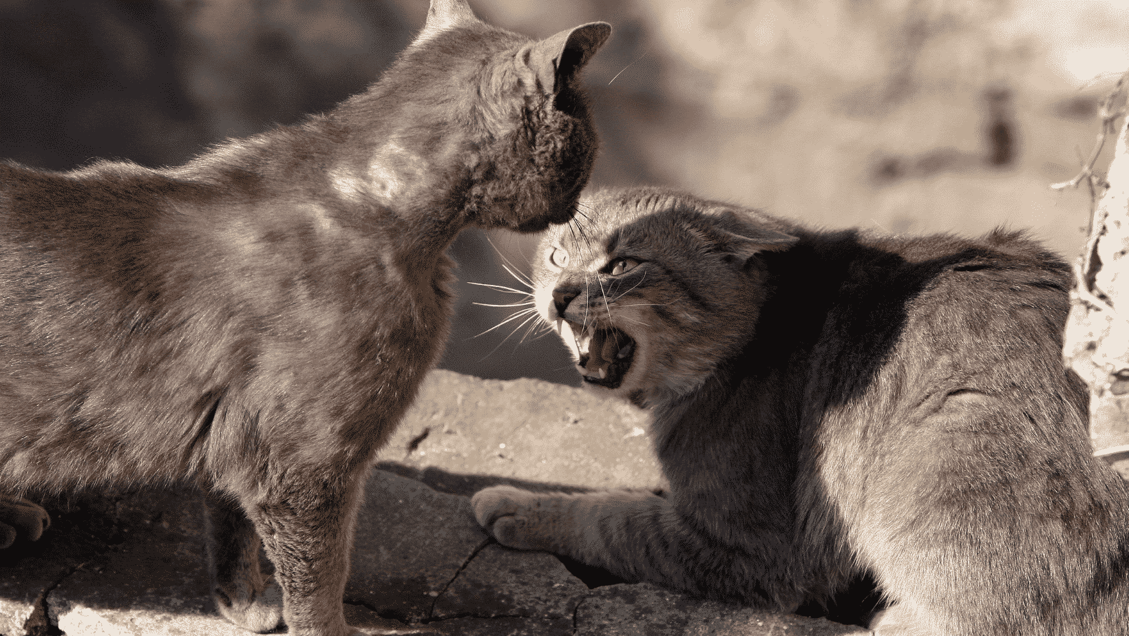 The Revealing Truth About Why Cats Run Away