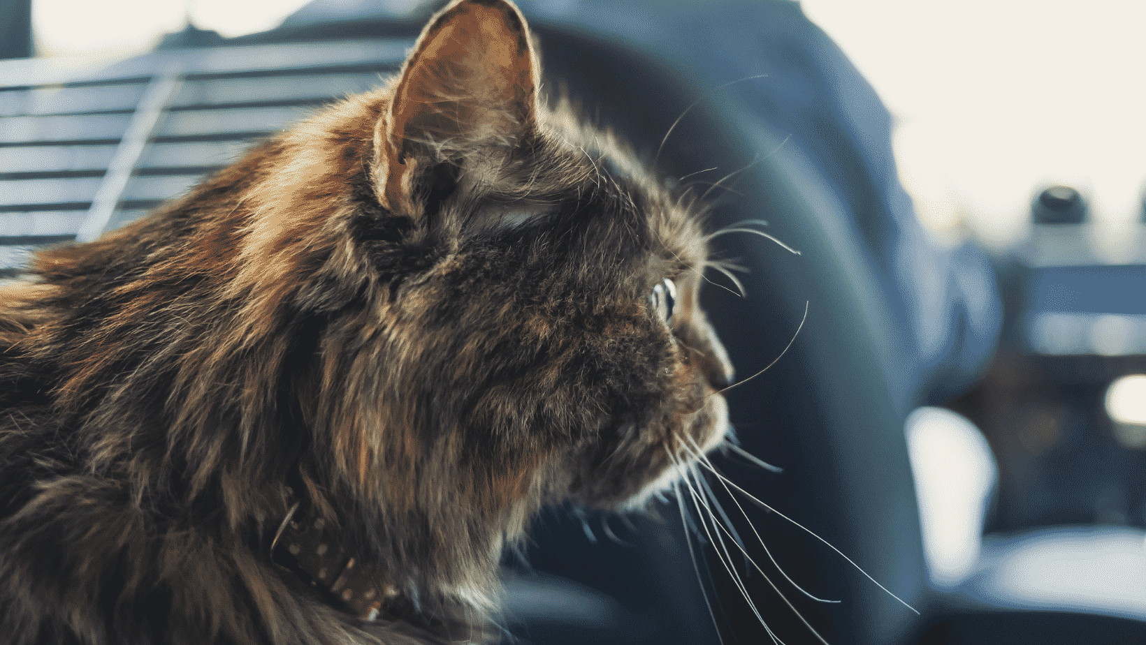 The Revealing Truth About Why Cats Run Away