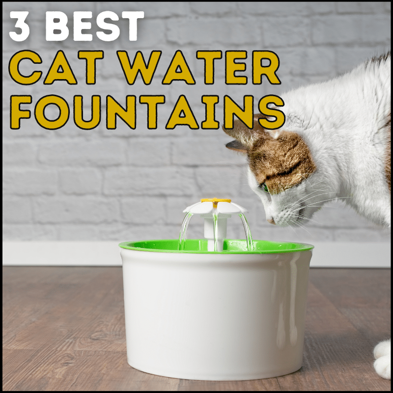 3 Best Cat Food for Cats With Diarrhea to Stop Sloppy Poos