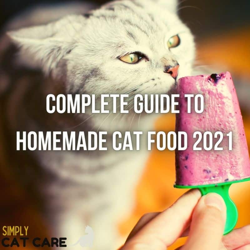How Much Should I Feed My Cat? 2022 Simply Cat Care