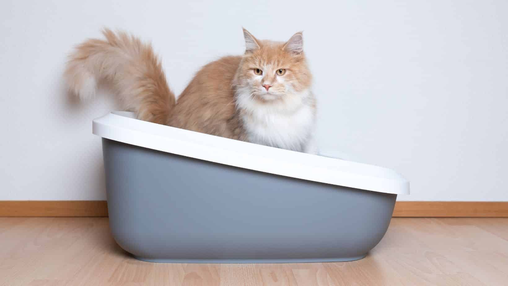 Best Sifting Litter Box For Pine Pellets 2023 Simply Cat Care