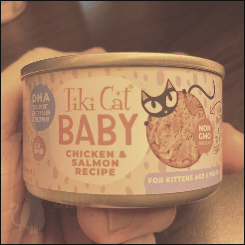 3 Best Cat Food for Gassy Kittens to Clear the Air in 2023