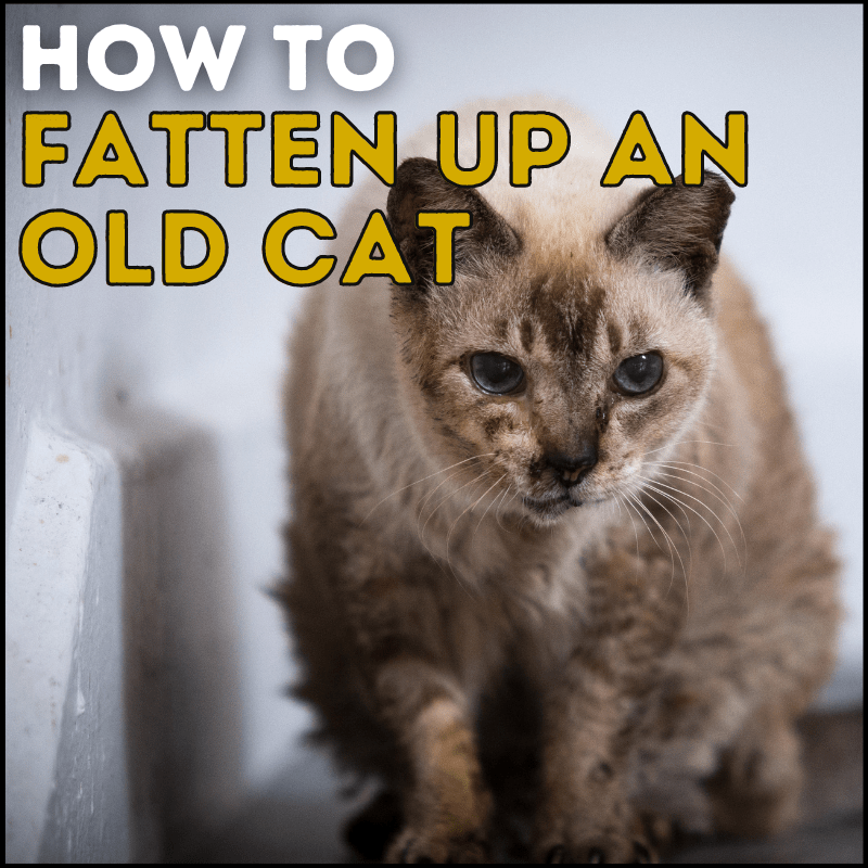How to Fatten Up an Old Cat (9 Easy Steps) Simply Cat Care