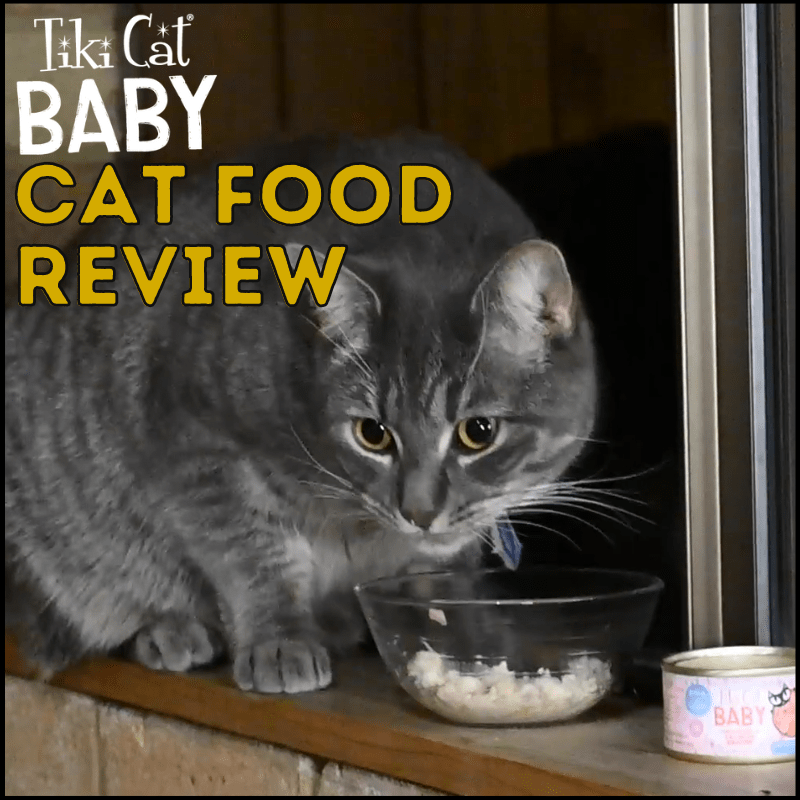 Honest Tiki Baby Cat Food Review 2024 Simply Cat Care