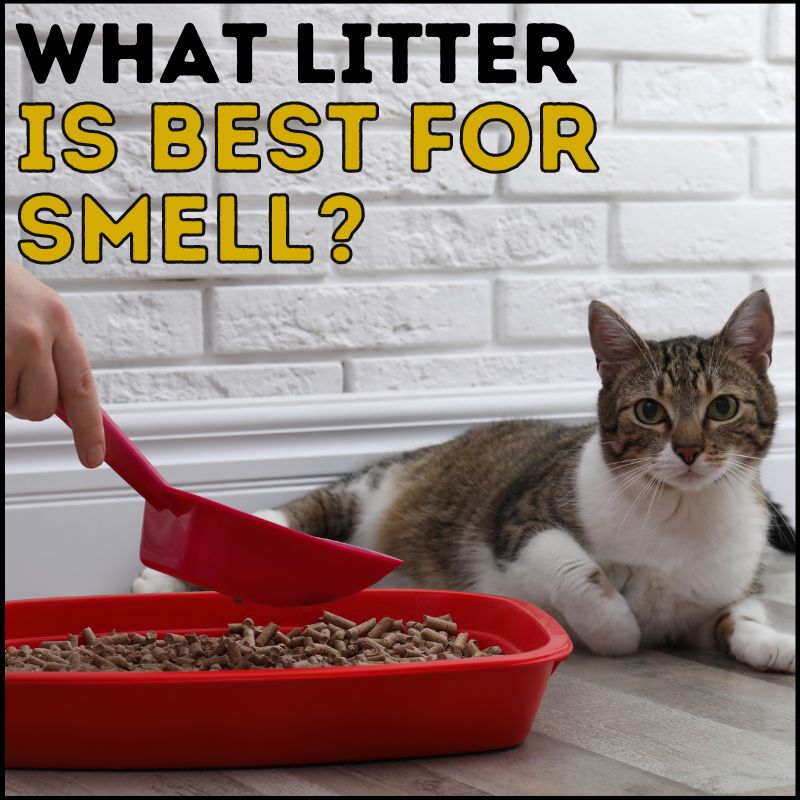 Can Cat Litter Make You Cough at Alice Divers blog