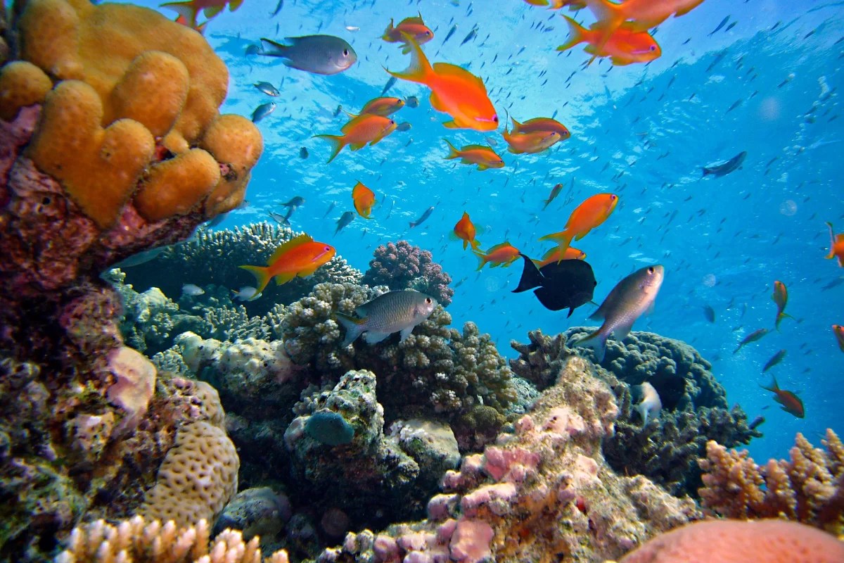 Why coral reefs are important?