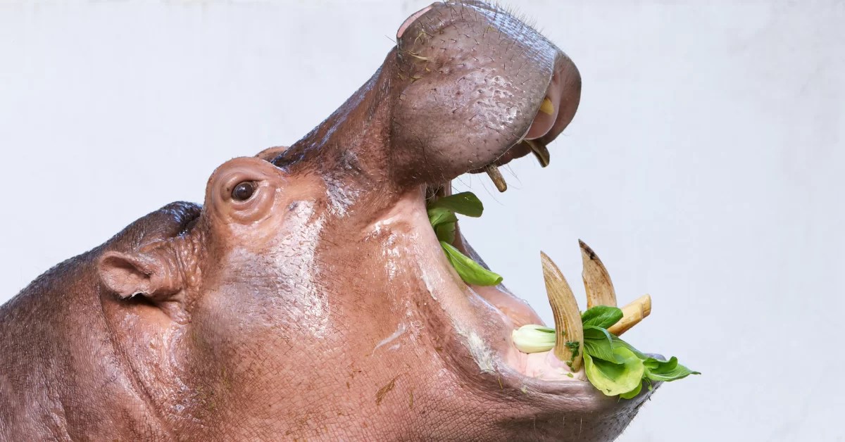 What does the hippo eat?