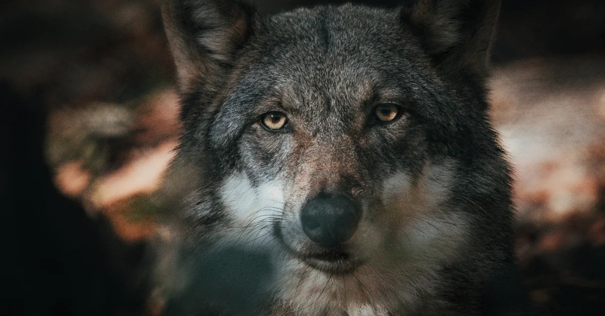 Does wolves mate for life? Simply Ecologist