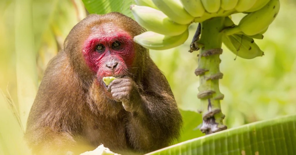 What animals eat banana peels?
