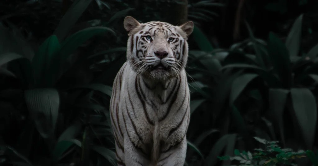 Where do the white tigers live White tigers habitat