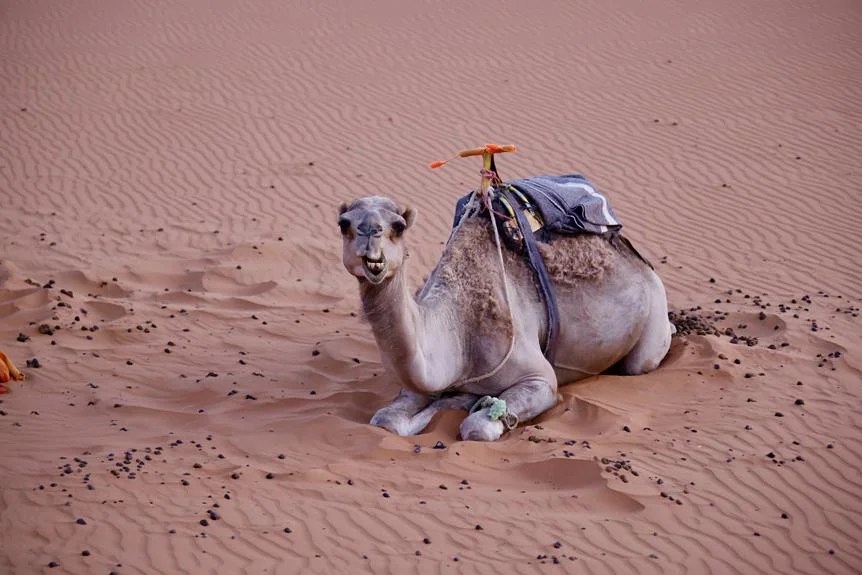 7 Camel Predators In The Desert & Beyond (Facts)
